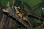 Papuan sugar glider