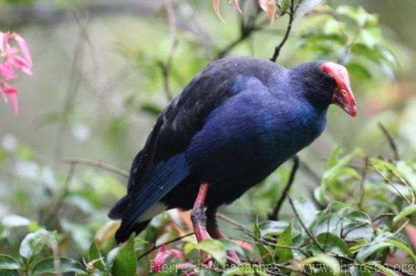 Sunda swamphen