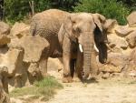 East-African elephant