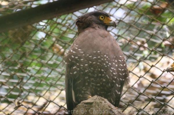 Crested serpent-eagle