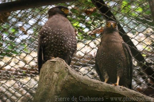 Crested serpent-eagle