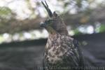 Javan hawk-eagle