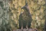 Javan hawk-eagle