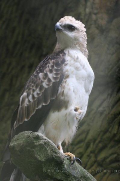 Changeable hawk-eagle