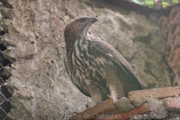 Changeable hawk-eagle