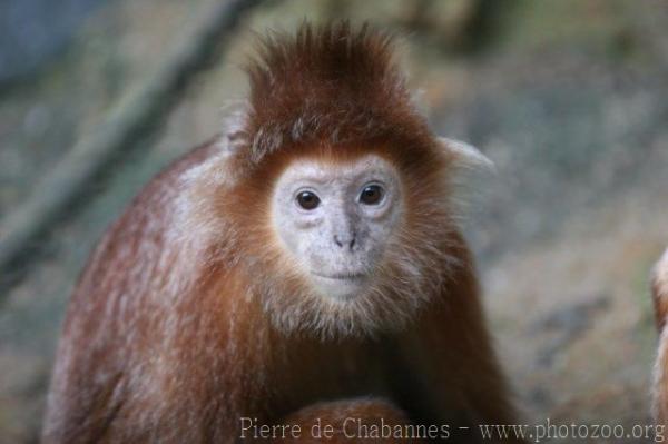 Eastern javan langur