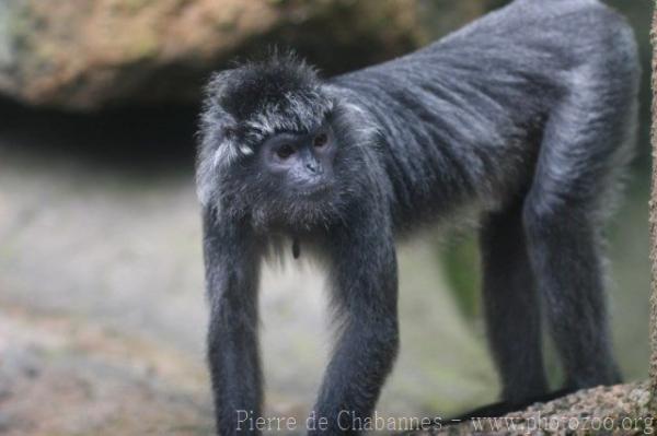 Silvery langur