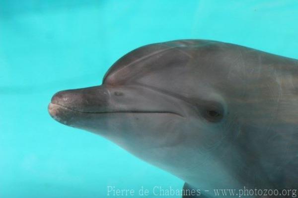 Indian bottlenose dolphin