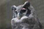 Verreaux's eagle-owl