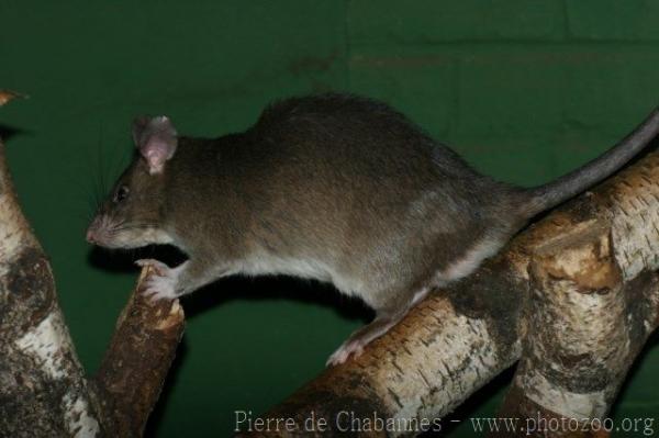 Gambian pouched rat