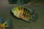 Chisel-tooth cichlid