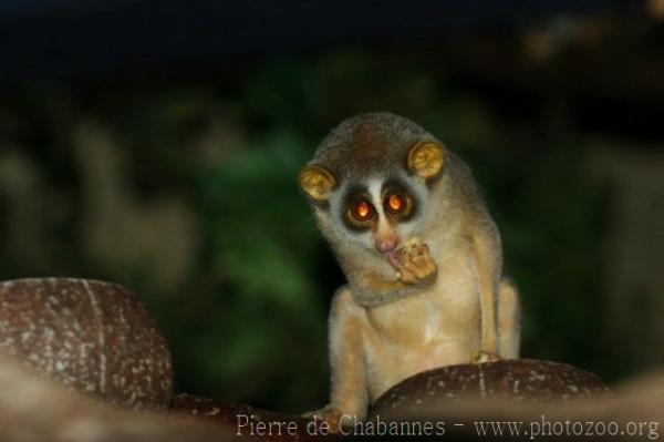 Gray slender loris