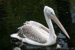 Dalmatian pelican