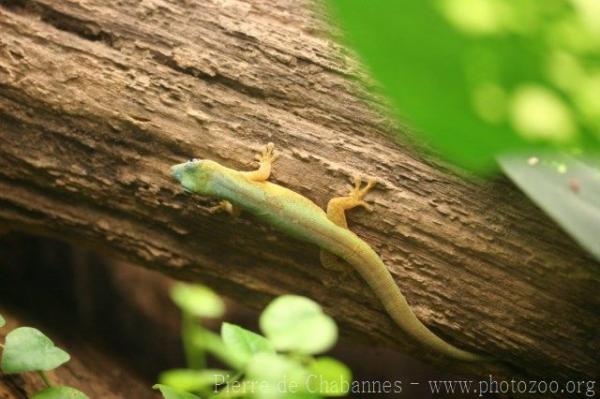 Mertens' Day Gecko