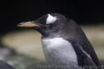 Gentoo penguin