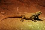 Northern chuckwalla