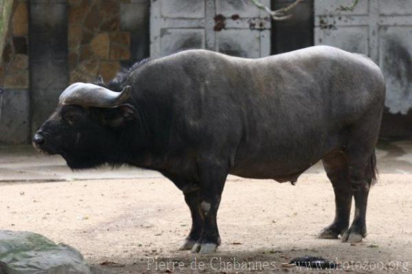 Cape buffalo