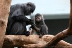 Eastern javan langur