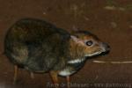 Balabac chevrotain