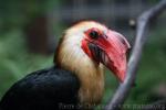 Writhed hornbill