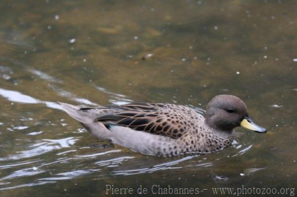 Speckled teal