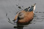 Red shoveler