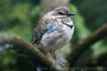 Long-tailed ground-roller