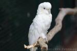 Philippine cockatoo