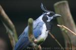 Black-throated magpie-jay