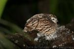 Crested bobwhite