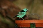 Blue dacnis