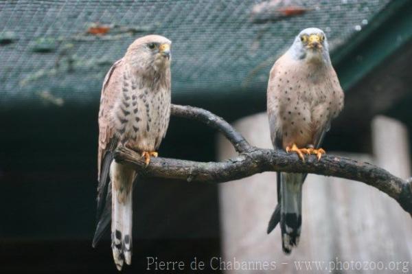 Lesser kestrel