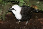 Sumatran laughing-thrush