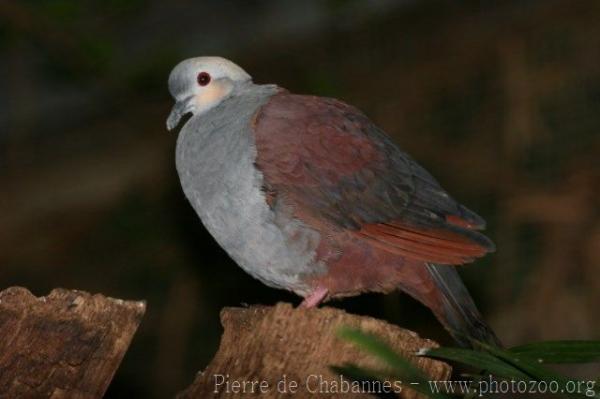 Crested quail-dove