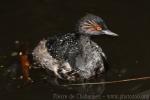 Black-necked grebe