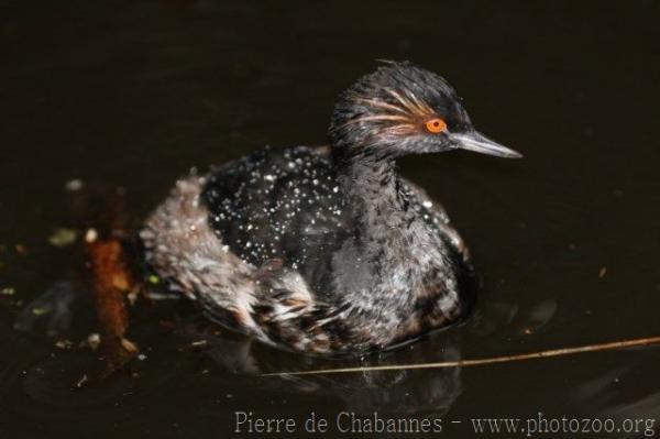 Black-necked grebe