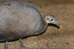 Solitary tinamou