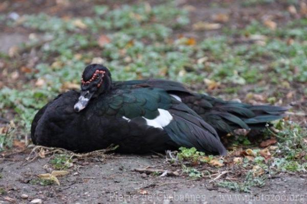 Muscovy duck