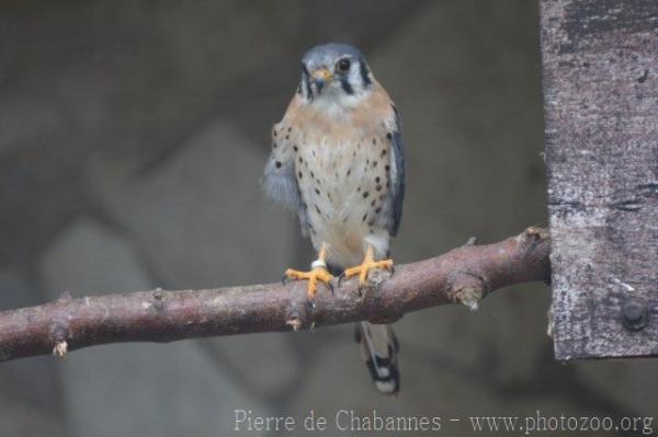 American kestrel