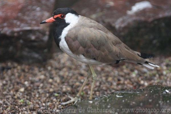 Red-wattled lapwing