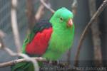 Red-winged parrot