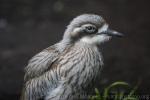 Bush thick-knee