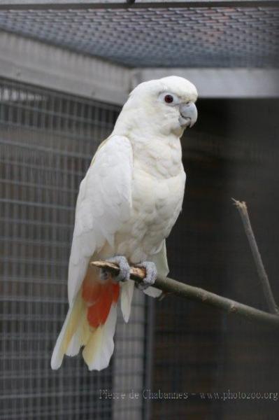 Philippine cockatoo