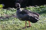 Southern screamer