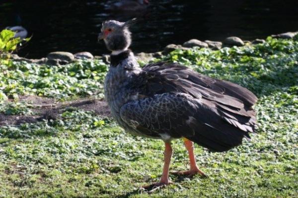 Southern screamer