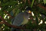 Great blue turaco