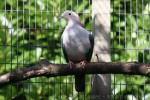 Green imperial-pigeon