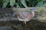 Amazonian sunbittern