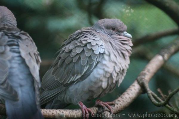 Picazuro pigeon