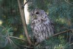 Tawny owl